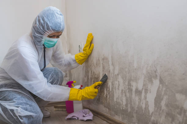 Office Mold Removal Services in Towanda, PA