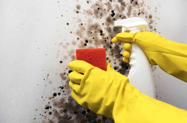 Reliable Towanda, PA Mold Removal Solutions