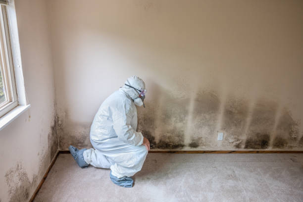 Best Residential Mold Removal  in Towanda, PA